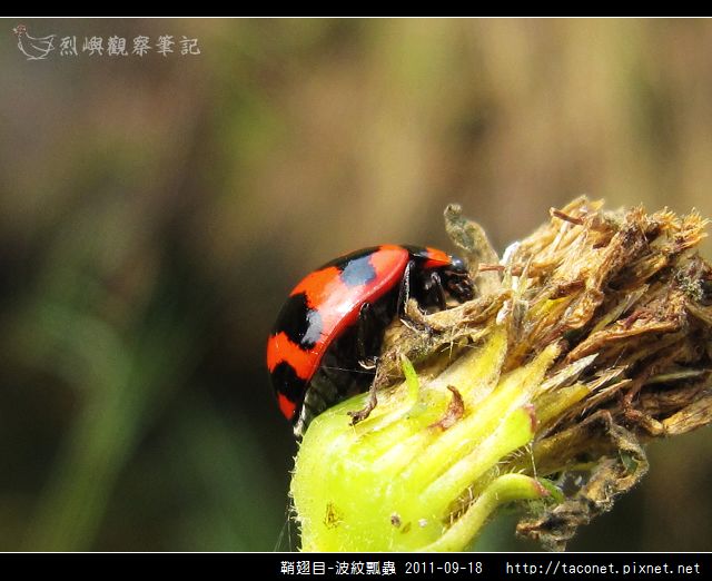 鞘翅目-波紋瓢蟲_08.jpg