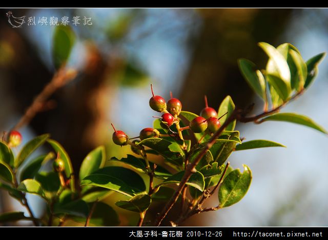 大風子科-魯花樹-05.jpg 大風子科-魯花樹-05.jpg