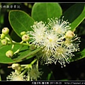 大風子科-魯花樹-13.jpg