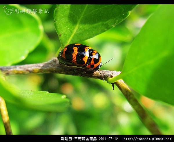 鞘翅目-三帶筒金花蟲_01.jpg
