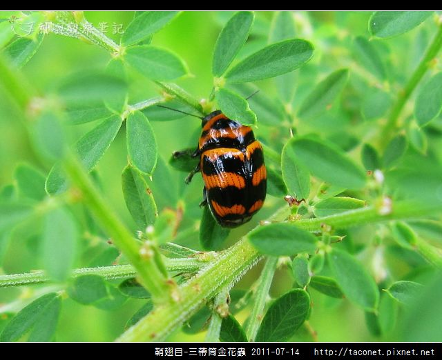 鞘翅目-三帶筒金花蟲_03.jpg