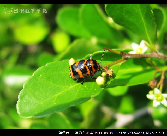 鞘翅目-三帶筒金花蟲_09.jpg 鞘翅目-三帶筒金花蟲_09.jpg