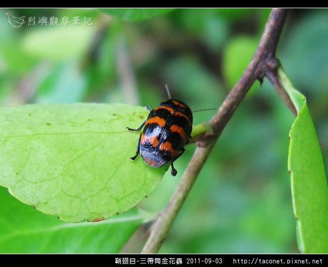 鞘翅目-三帶筒金花蟲_10.jpg