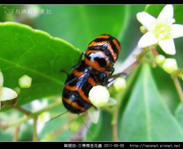 鞘翅目-三帶筒金花蟲_13.jpg 鞘翅目-三帶筒金花蟲_13.jpg