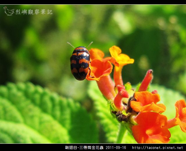 鞘翅目-三帶筒金花蟲_14.jpg 鞘翅目-三帶筒金花蟲_14.jpg