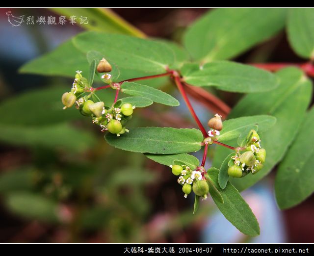 大戟科-紫斑大戟_01.jpg 大戟科-紫斑大戟_01.jpg