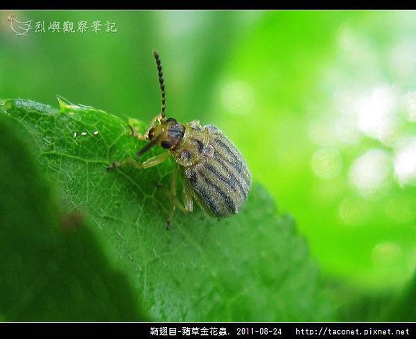 鞘翅目-豬草金花蟲_03.jpg