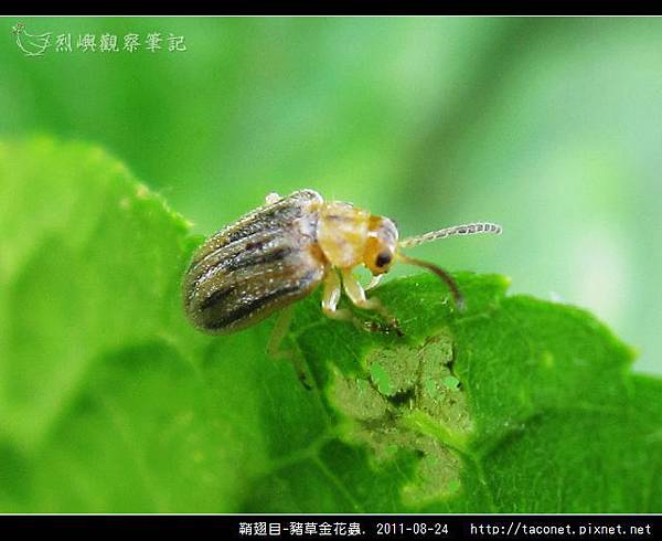 鞘翅目-豬草金花蟲_05.jpg