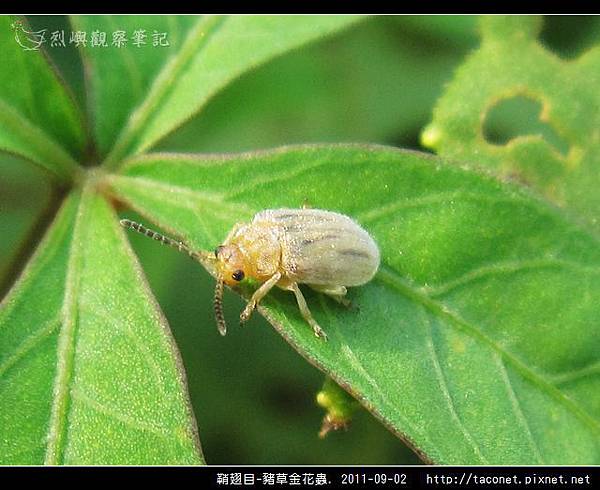 鞘翅目-豬草金花蟲_09.jpg