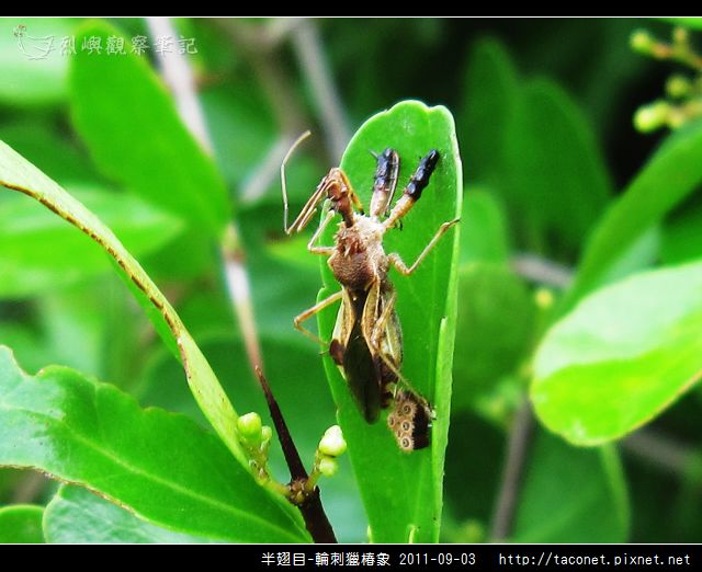 半翅目-輪刺獵椿象_02.jpg