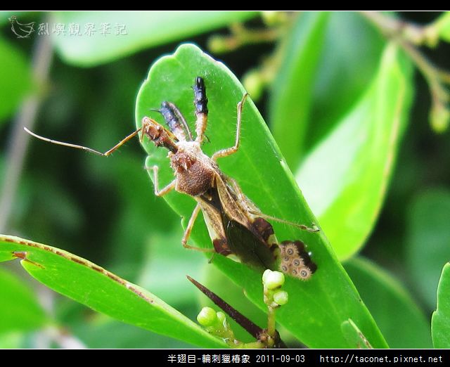 半翅目-輪刺獵椿象_03.jpg