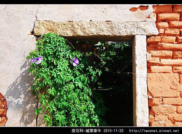 旋花科-槭葉牽牛_09.jpg