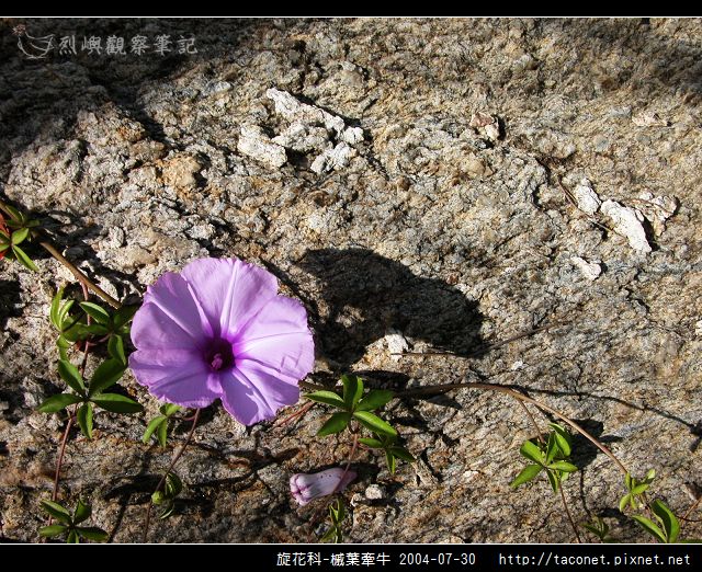 旋花科-槭葉牽牛_12.jpg 旋花科-槭葉牽牛_12.jpg
