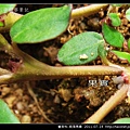 番杏科-假海馬齒_11.jpg