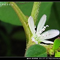 番杏科-假海馬齒_12.jpg