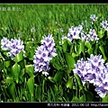 雨久花科-布袋蓮_06.jpg