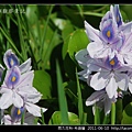 雨久花科-布袋蓮_09.jpg