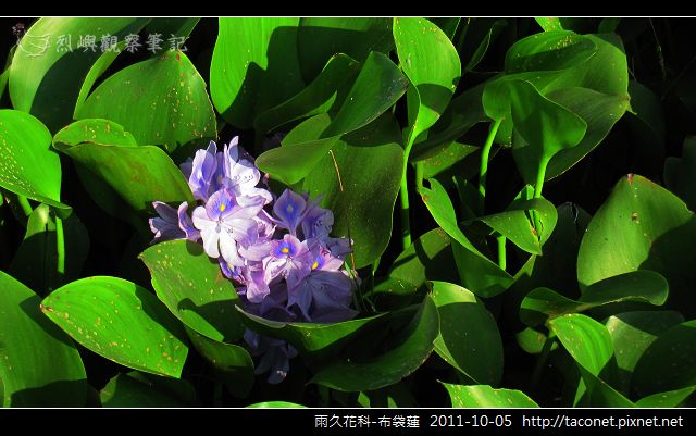 雨久花科-布袋蓮_16.jpg 雨久花科-布袋蓮_16.jpg