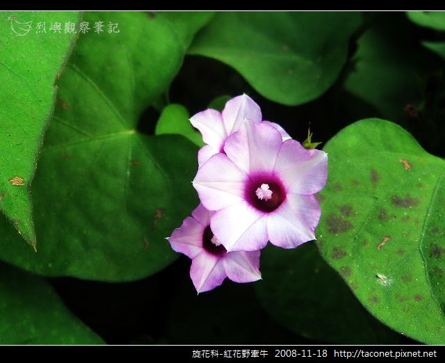 旋花科-紅花野牽牛_08.jpg 旋花科-紅花野牽牛_08.jpg
