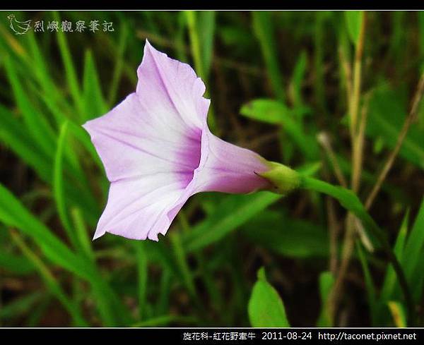 旋花科-紅花野牽牛_09.jpg