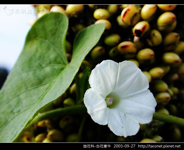 旋花科-白花牽牛_08.jpg 旋花科-白花牽牛_08.jpg