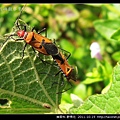 錦葵科-野棉花_10.jpg