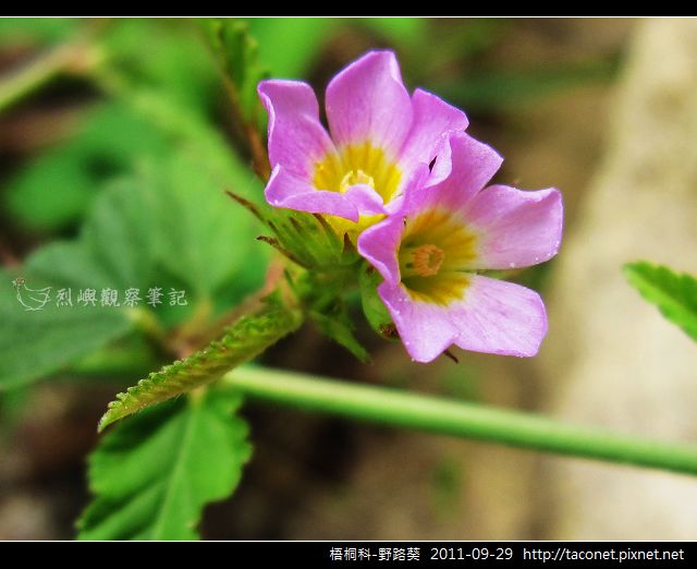 梧桐科-野路葵_03.jpg 梧桐科-野路葵_03.jpg