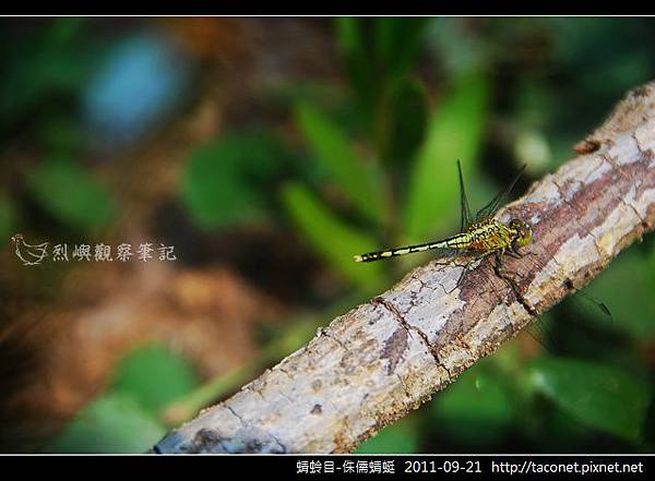 蜻蛉目-侏儒蜻蜓_04.jpg