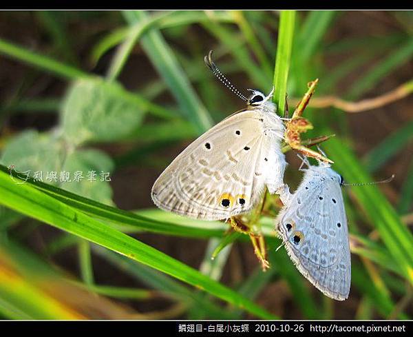 鱗翅目-白尾小灰蝶_01.jpg