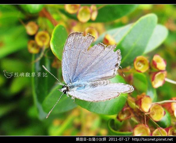 鱗翅目-白尾小灰蝶_08.jpg