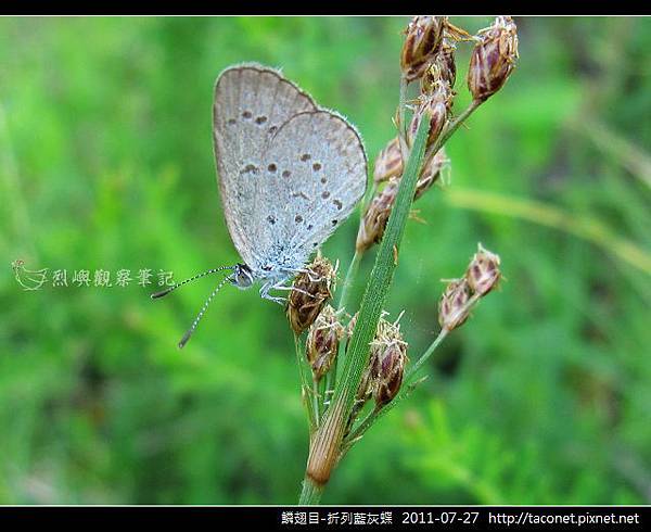鱗翅目-折列藍灰蝶_06.jpg