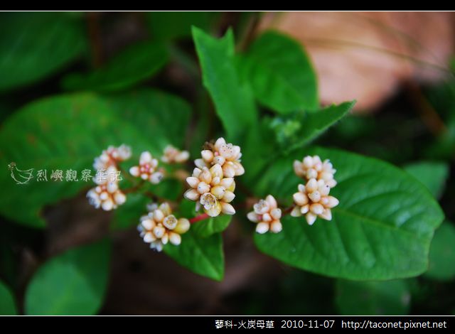 蓼科-火炭母草_03.jpg 蓼科-火炭母草_03.jpg
