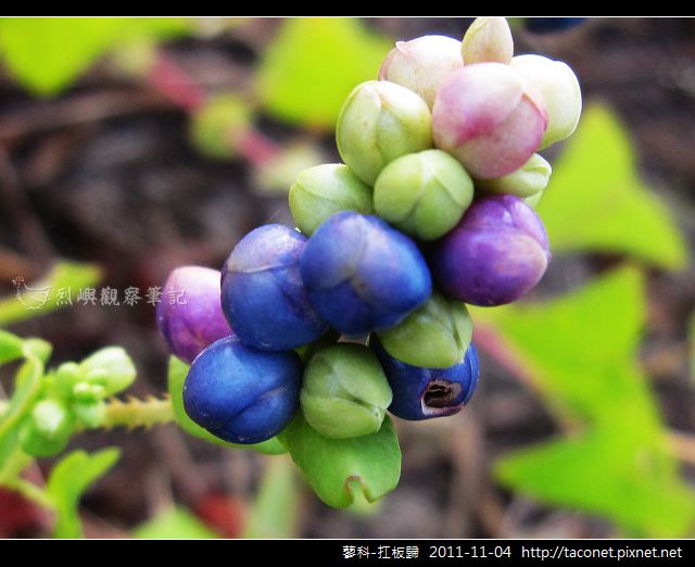 蓼科-扛板歸_15.jpg 蓼科-扛板歸_15.jpg