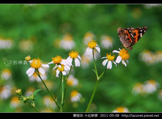 鱗翅目-大紅蛺蝶_07.jpg