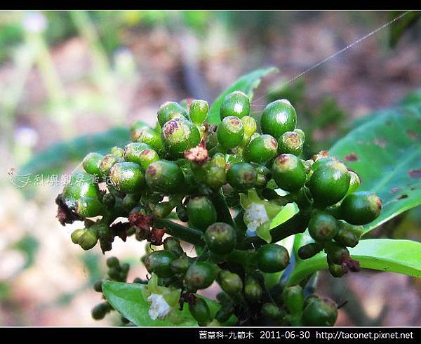 茜草科-九節木_07.jpg