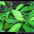 茜草科-九節木_12.jpg