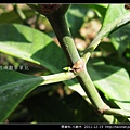 茜草科-九節木_19.jpg