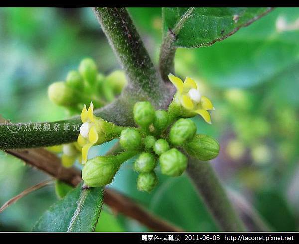 蘿藦科-武靴藤_03.jpg