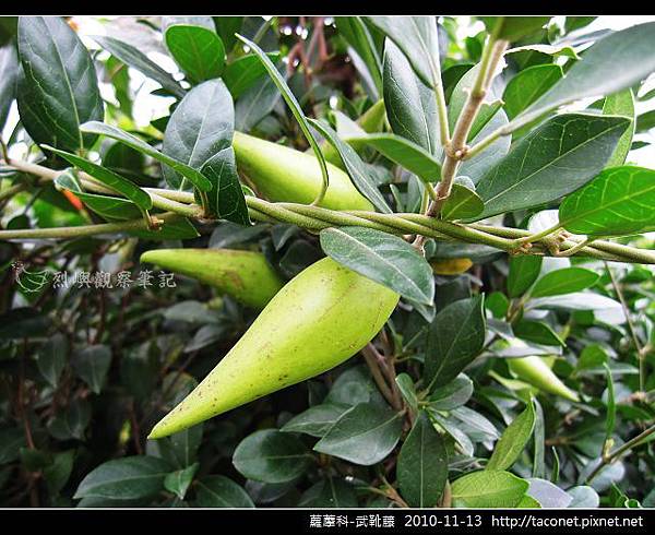 蘿藦科-武靴藤_07.jpg