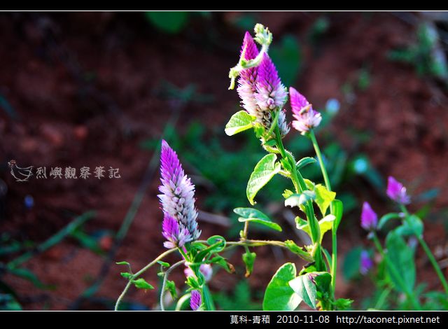 莧科-青葙_01.jpg 莧科-青葙_01.jpg