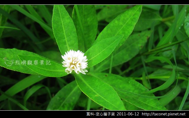 莧科-空心蓮子菜_09.jpg 莧科-空心蓮子菜_09.jpg