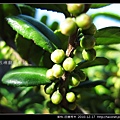 茶科-凹葉柃木_06.jpg