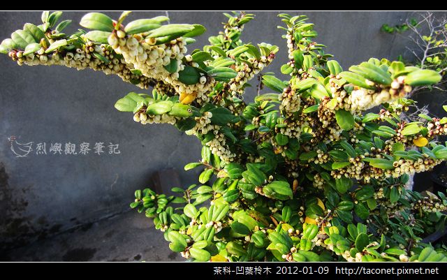 茶科-凹葉柃木_18.jpg 茶科-凹葉柃木_18.jpg