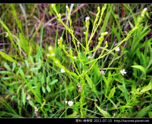 菊科-掃帚菊_02.jpg