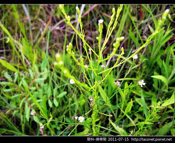 菊科-掃帚菊_02.jpg