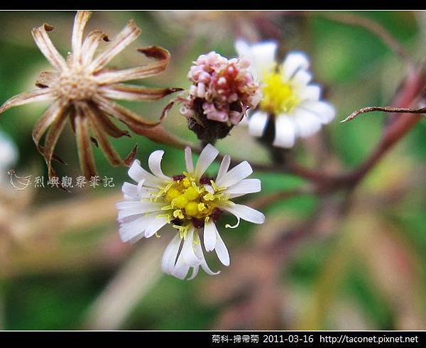 菊科-掃帚菊_08.jpg