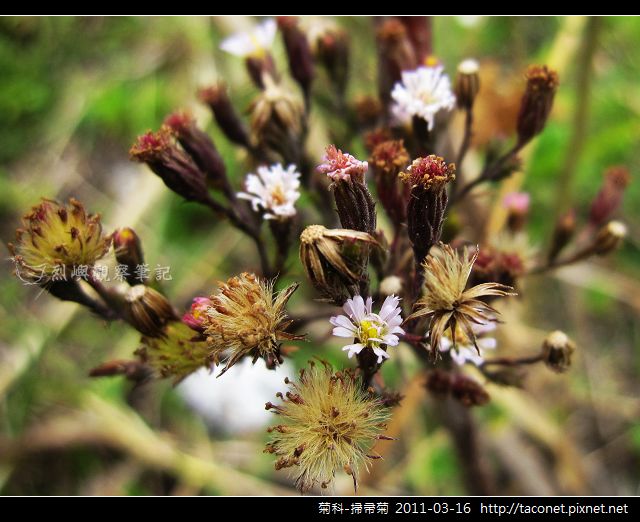 菊科-掃帚菊_09.jpg