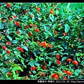 馬鞭草科-馬櫻丹_02.jpg