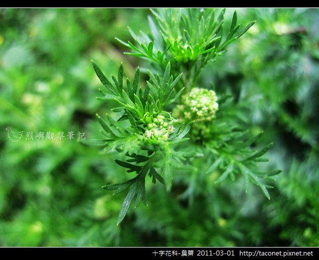 十字花科-臭薺_09.jpg 十字花科-臭薺_09.jpg