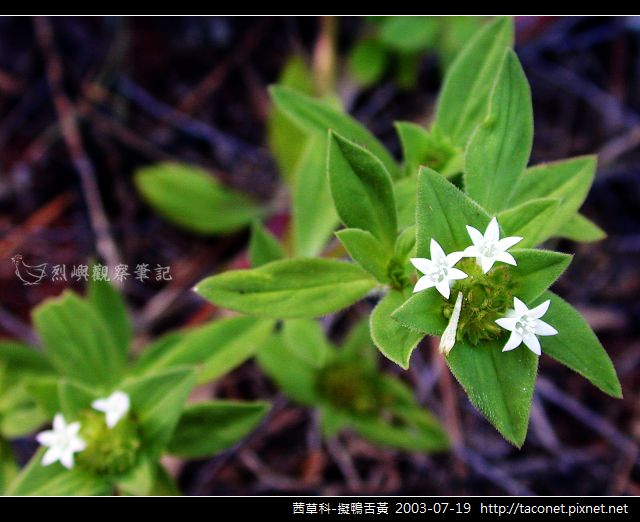 茜草科-擬鴨舌黃_10.jpg 茜草科-擬鴨舌黃_10.jpg